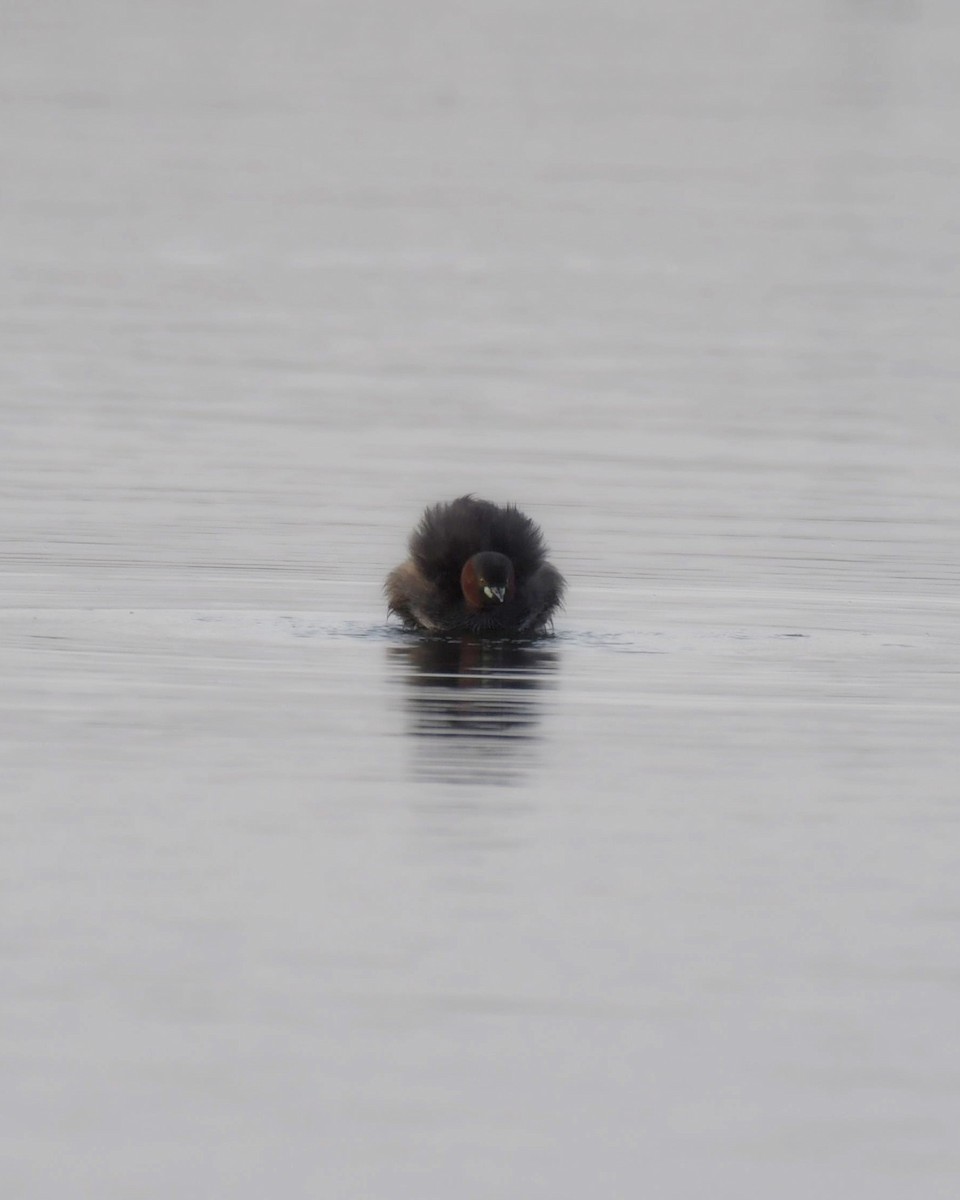 Little Grebe - ML599081711