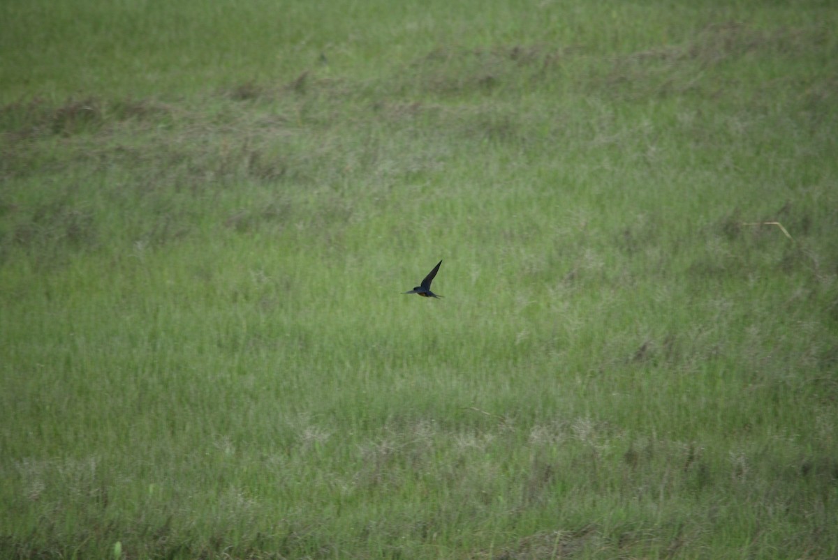 Barn Swallow - ML59908311