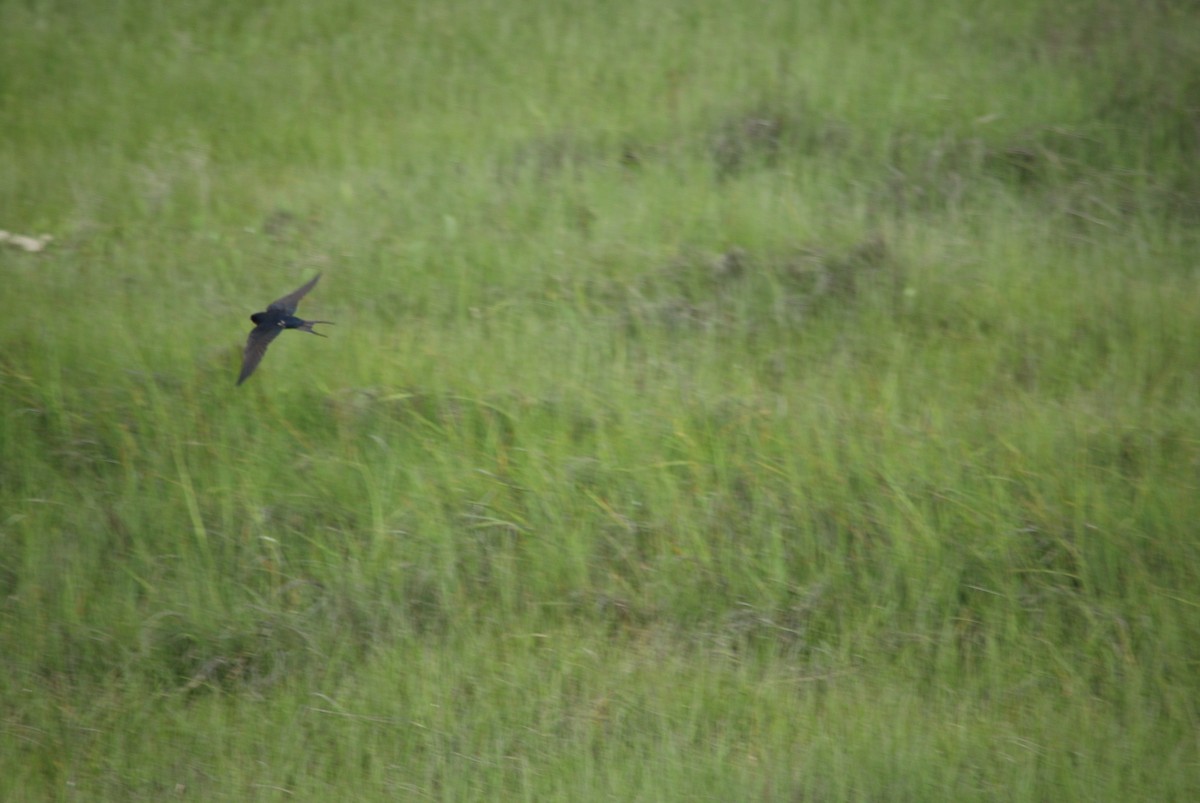 Barn Swallow - ML59908321