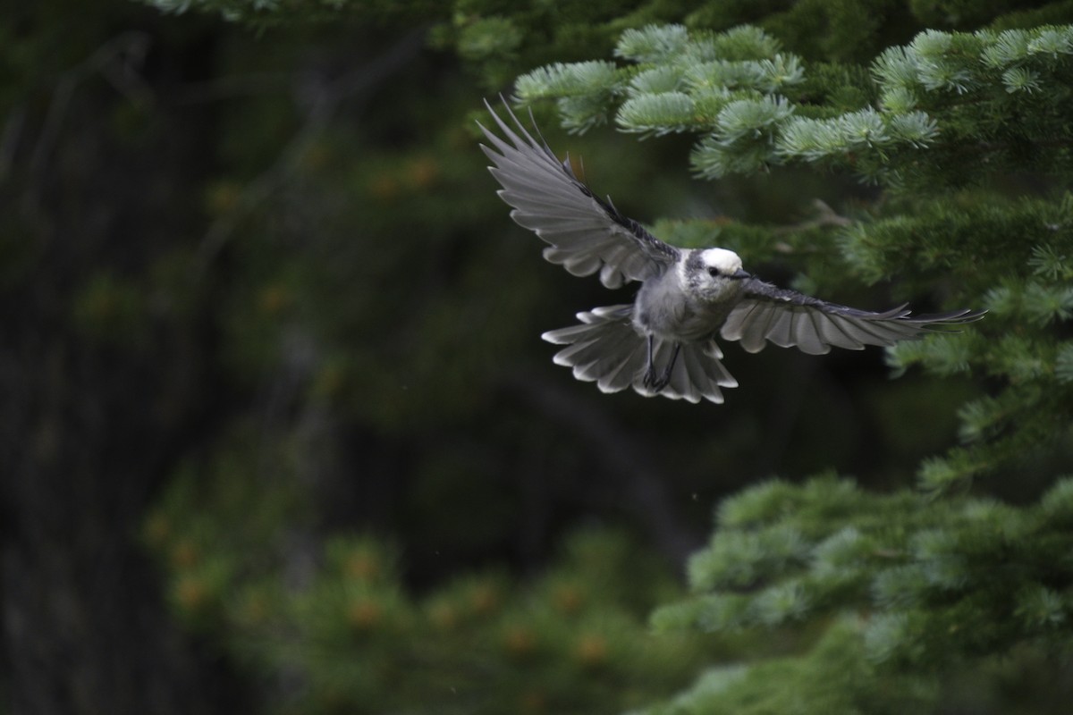 Canada Jay (Rocky Mts.) - ML599083451