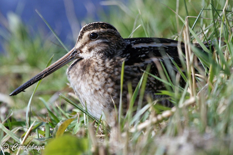 Common Snipe - ML599083811