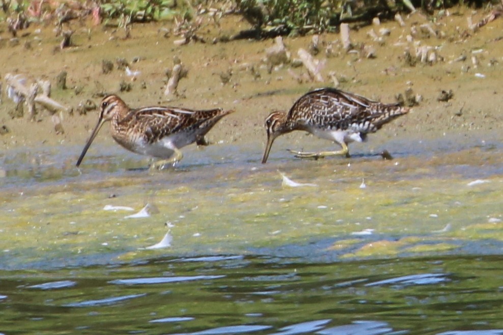 Common Snipe - ML599084461