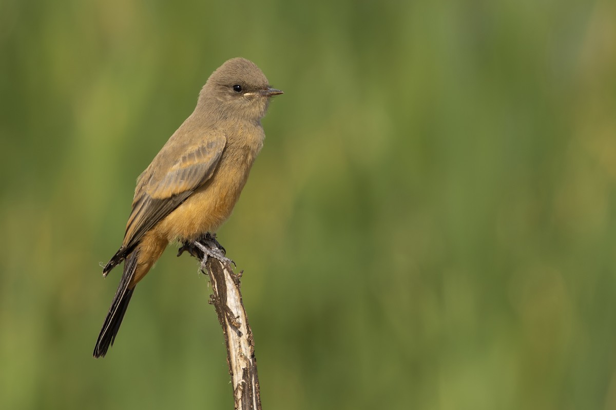 Say's Phoebe - ML599084621