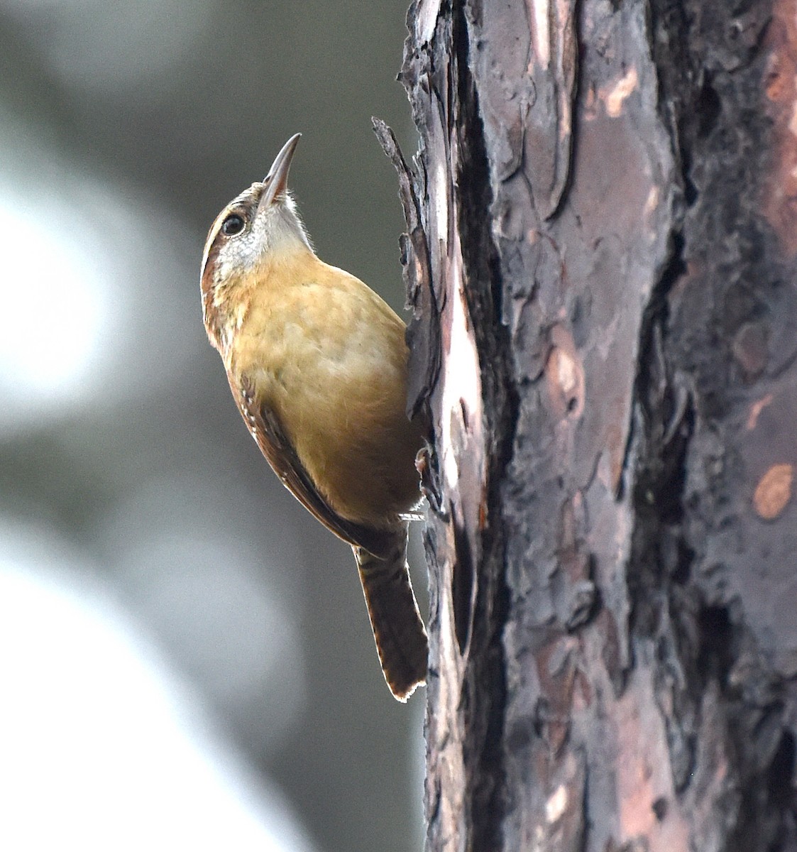 Carolina Wren - ML599085151