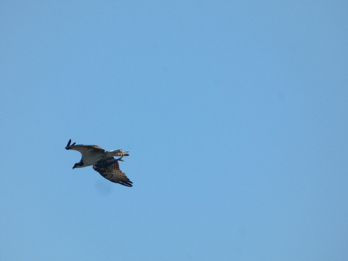 Osprey (carolinensis) - ML599085211