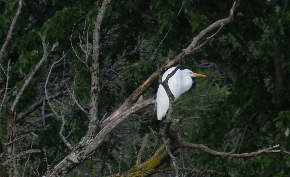 Great Egret - ML599085821