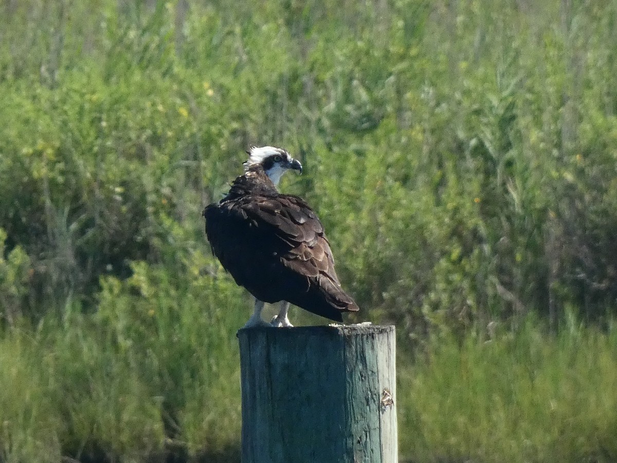 Osprey (carolinensis) - ML599085971