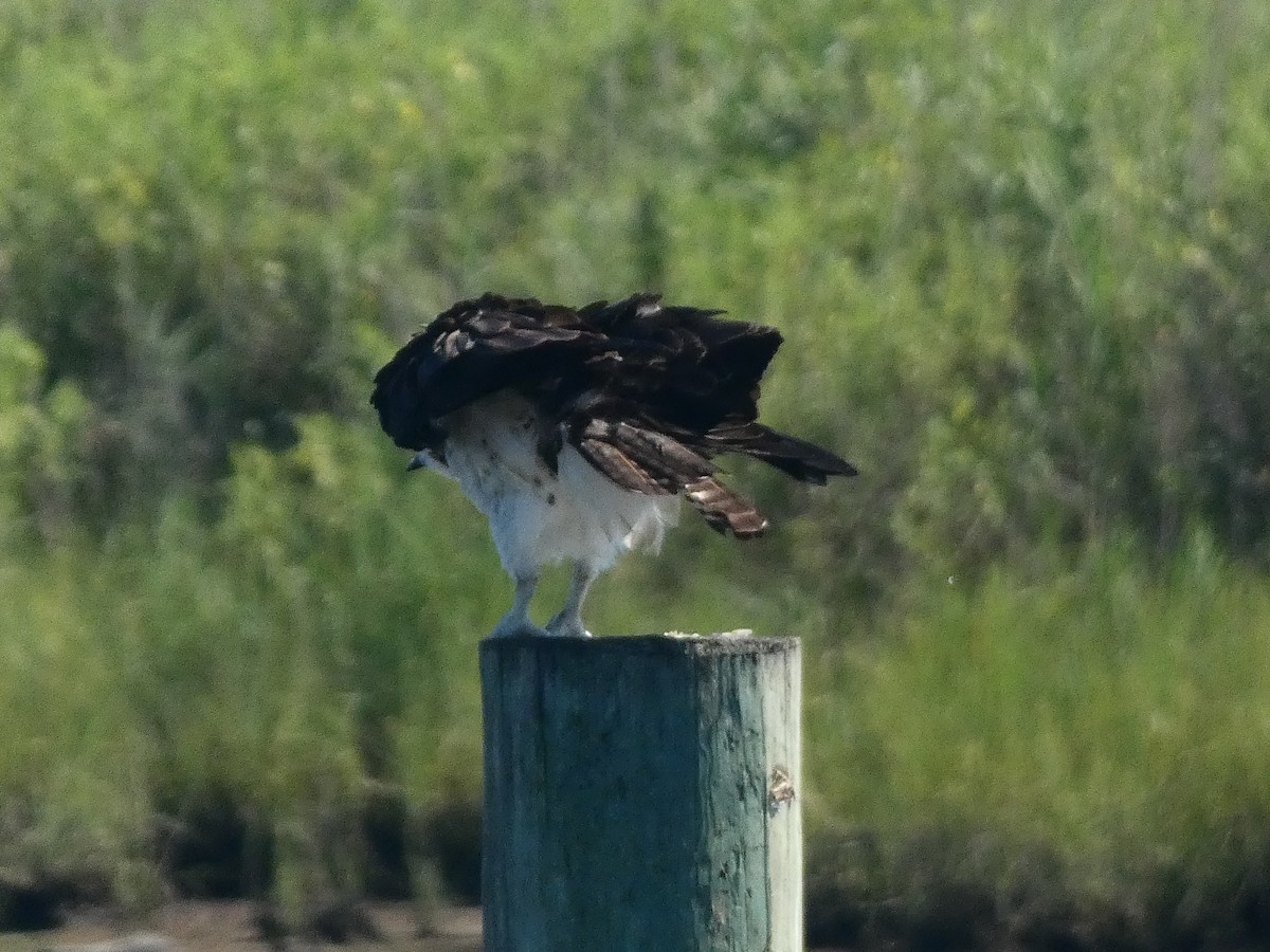 Osprey (carolinensis) - ML599086011