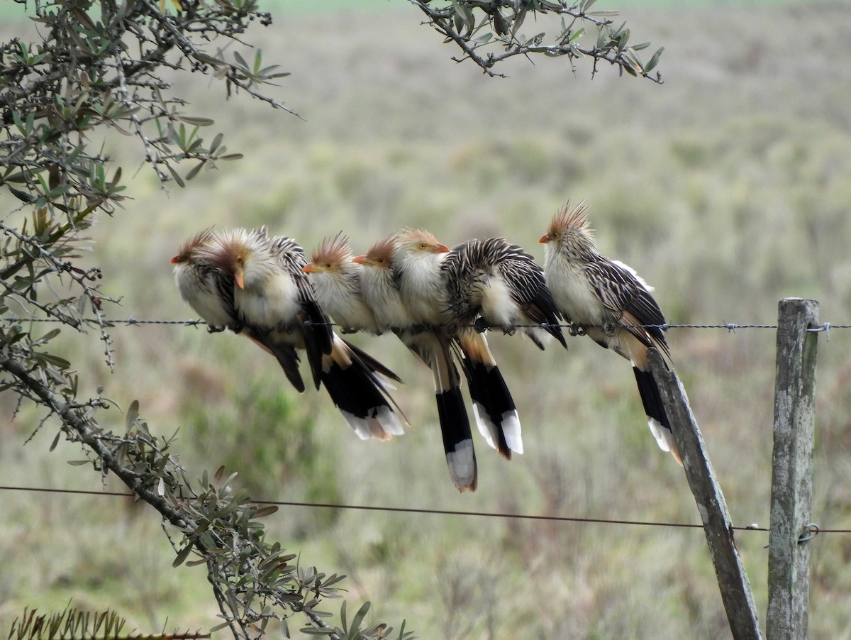 Guira Cuckoo - ML599086111