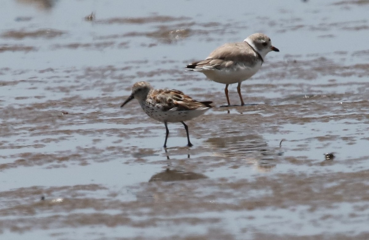 Western Sandpiper - ML599086221