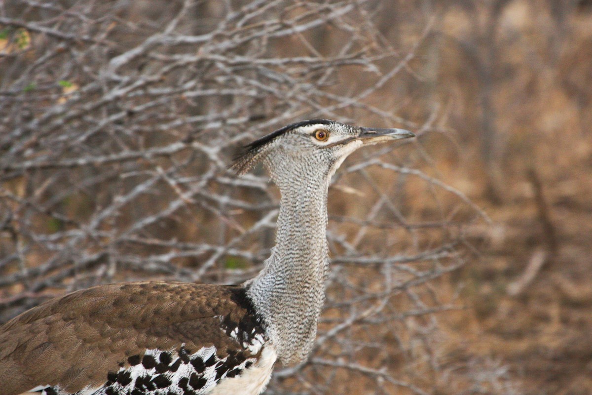 Kori Bustard - ML599086521