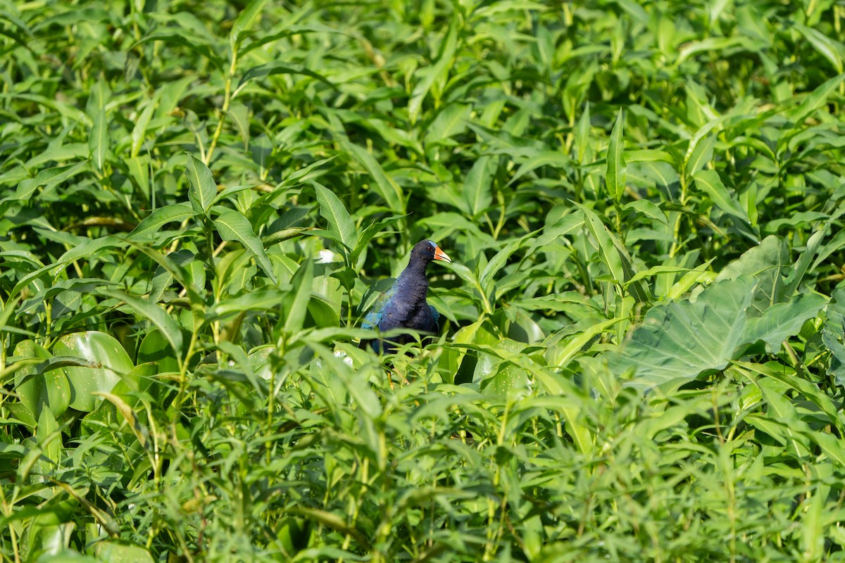 Purple Gallinule - ML599086671