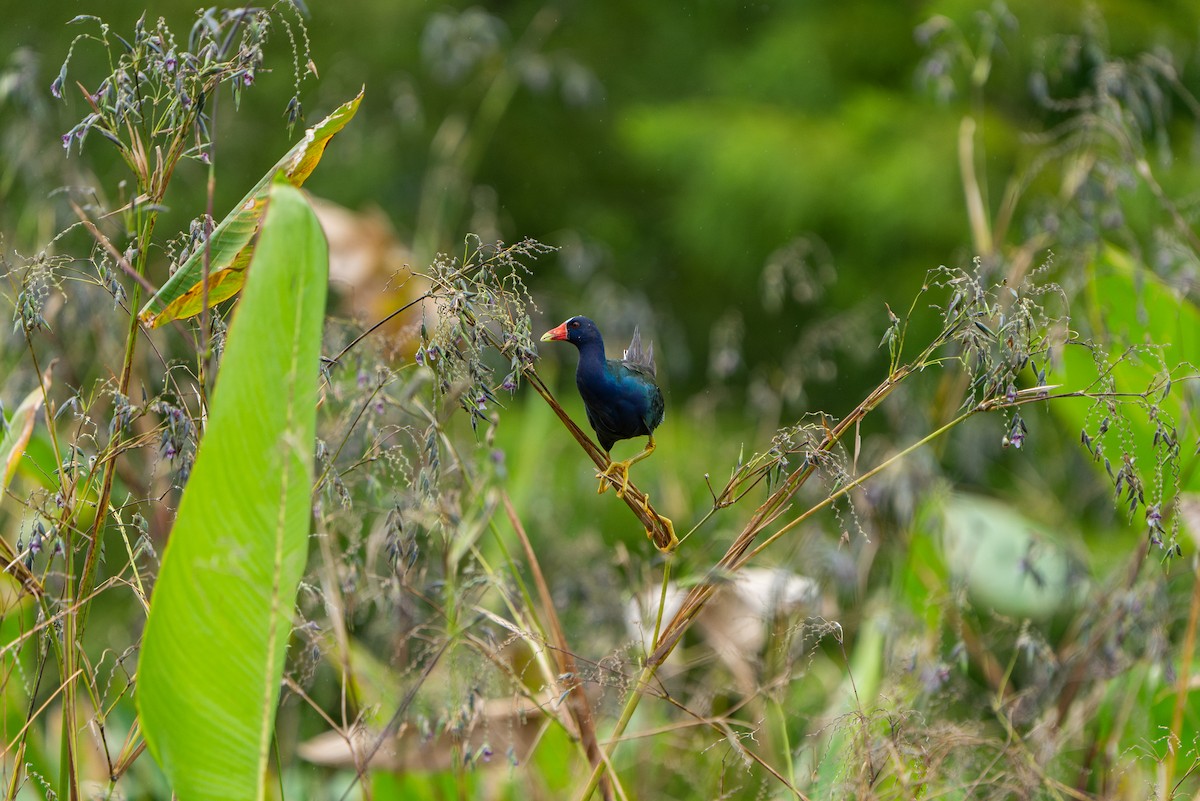 Purple Gallinule - ML599086681