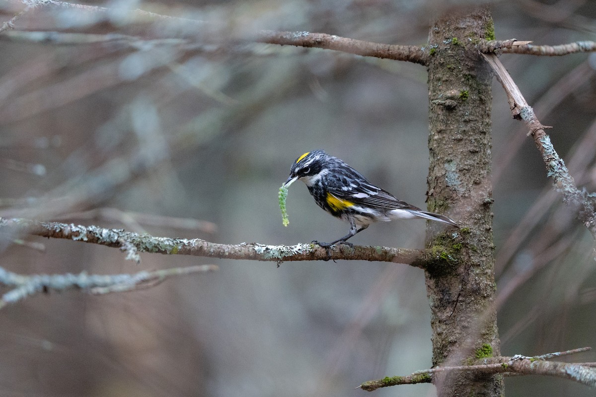 Yellow-rumped Warbler - ML599086931