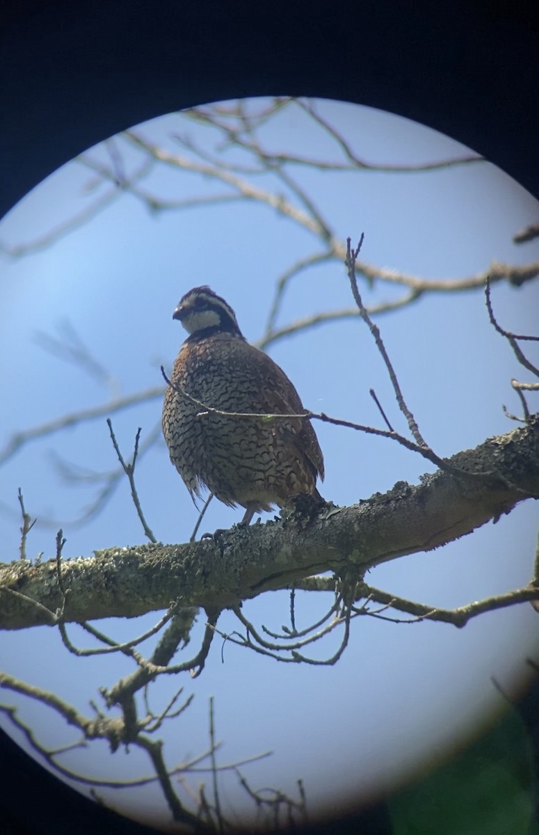 Northern Bobwhite - ML599087791