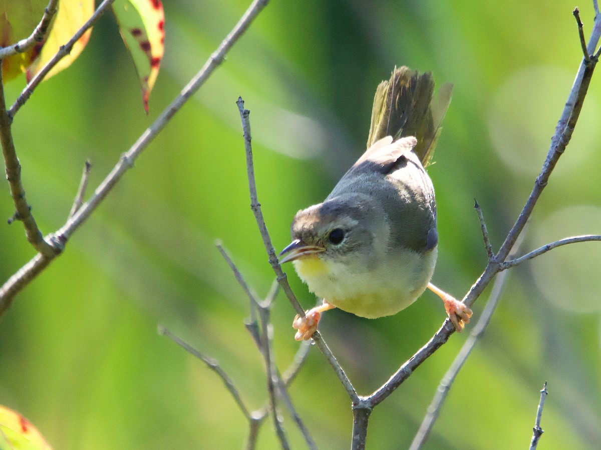 Common Yellowthroat - ML599087961