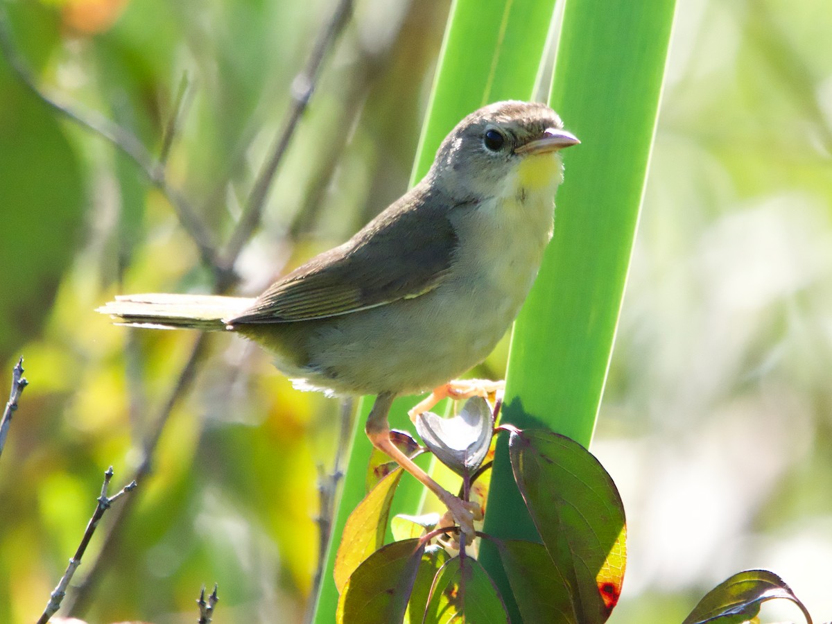 Common Yellowthroat - ML599087971