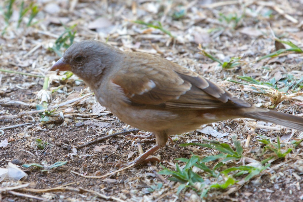 Southern Gray-headed Sparrow - ML599088021