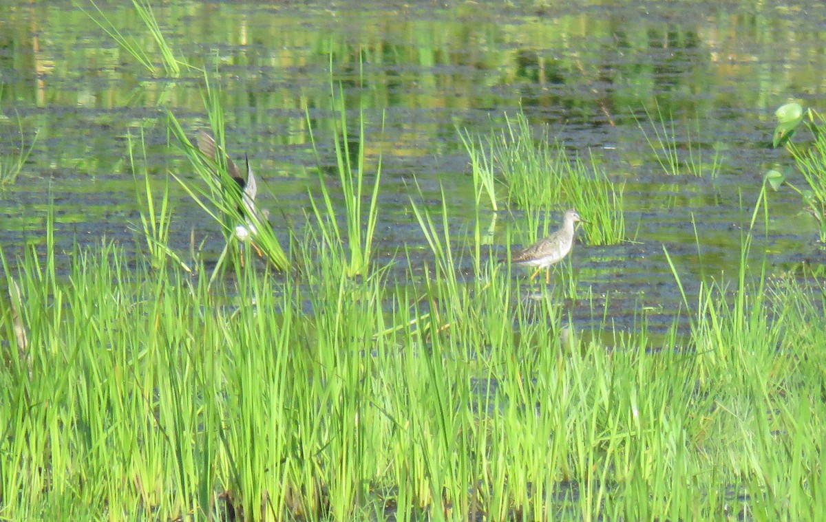 Greater Yellowlegs - ML599089601