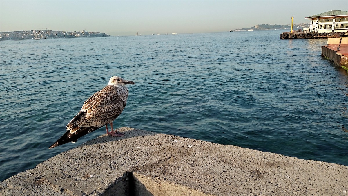 Larus sp. - ML599089791