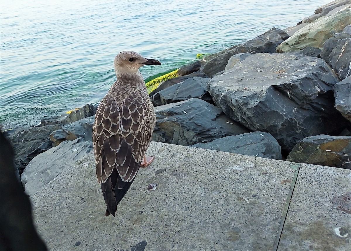 tanımsız Larus sp. - ML599089801