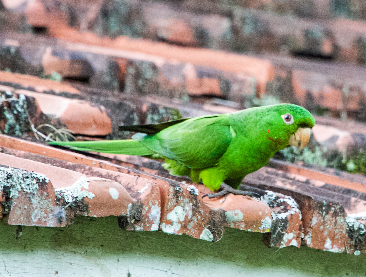 Plain Parakeet - Vantuil Neves