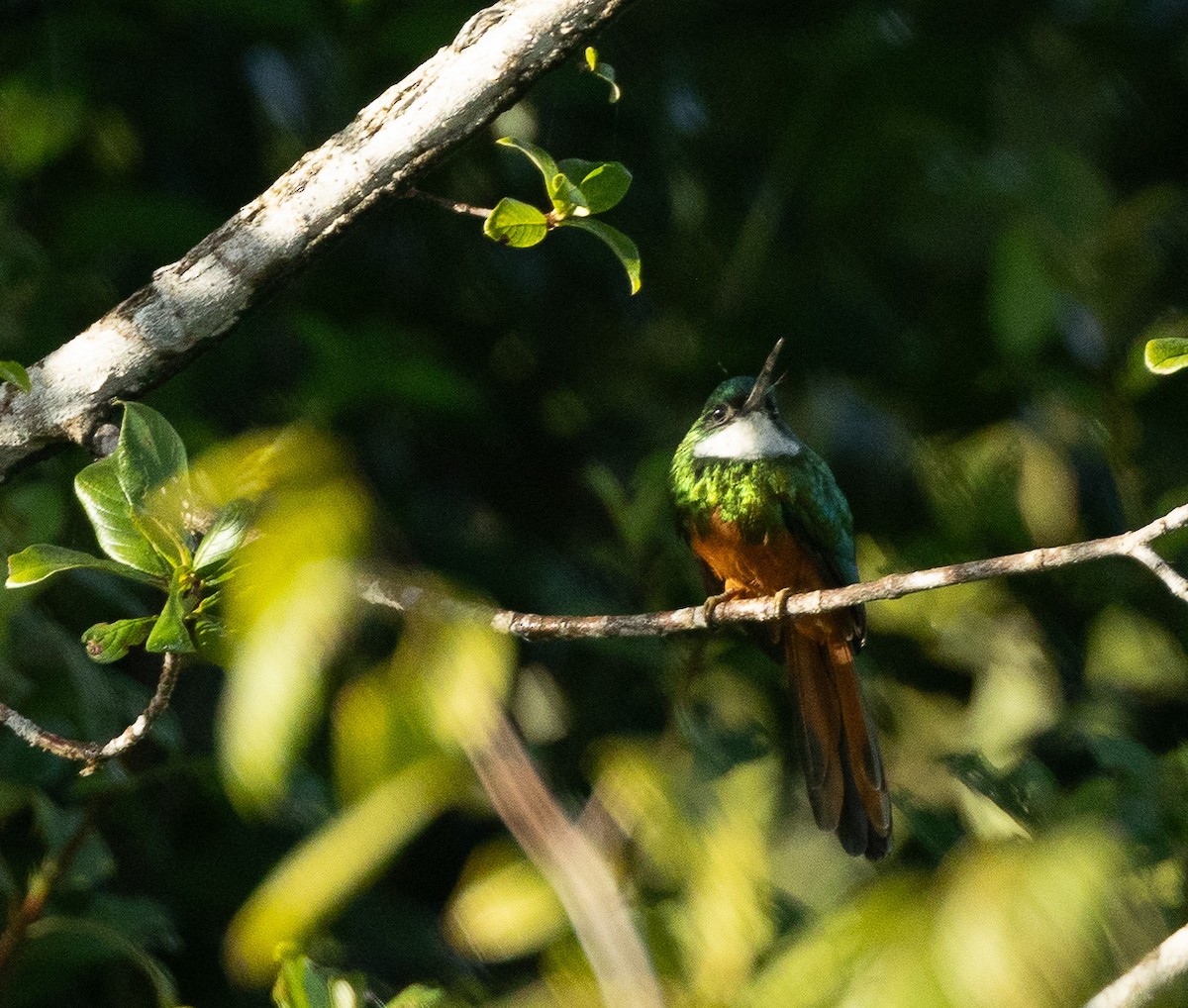 Rufous-tailed Jacamar (Spot-tailed) - ML599090451