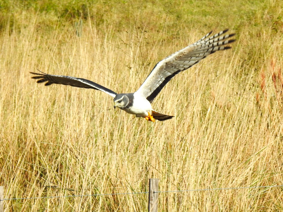 Long-winged Harrier - ML599091201