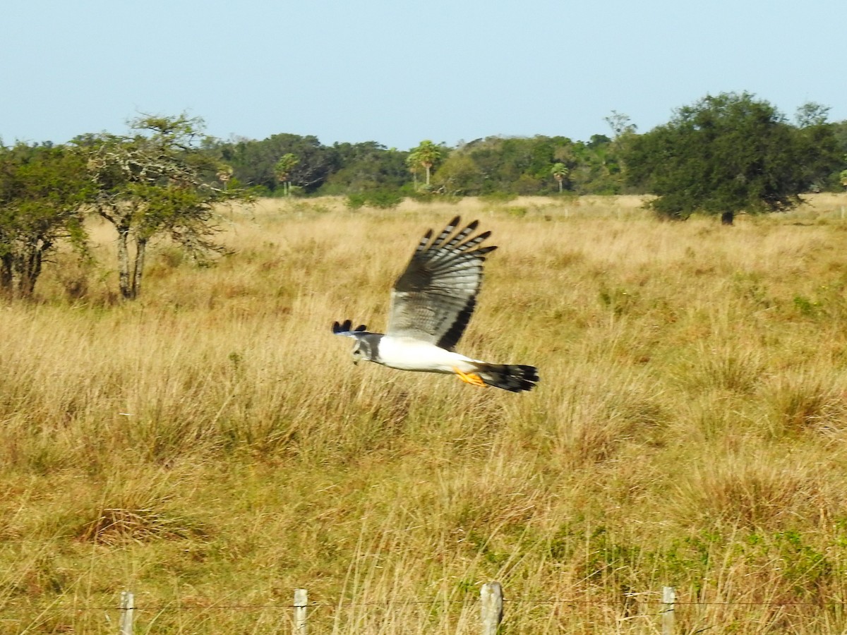 Long-winged Harrier - ML599091221