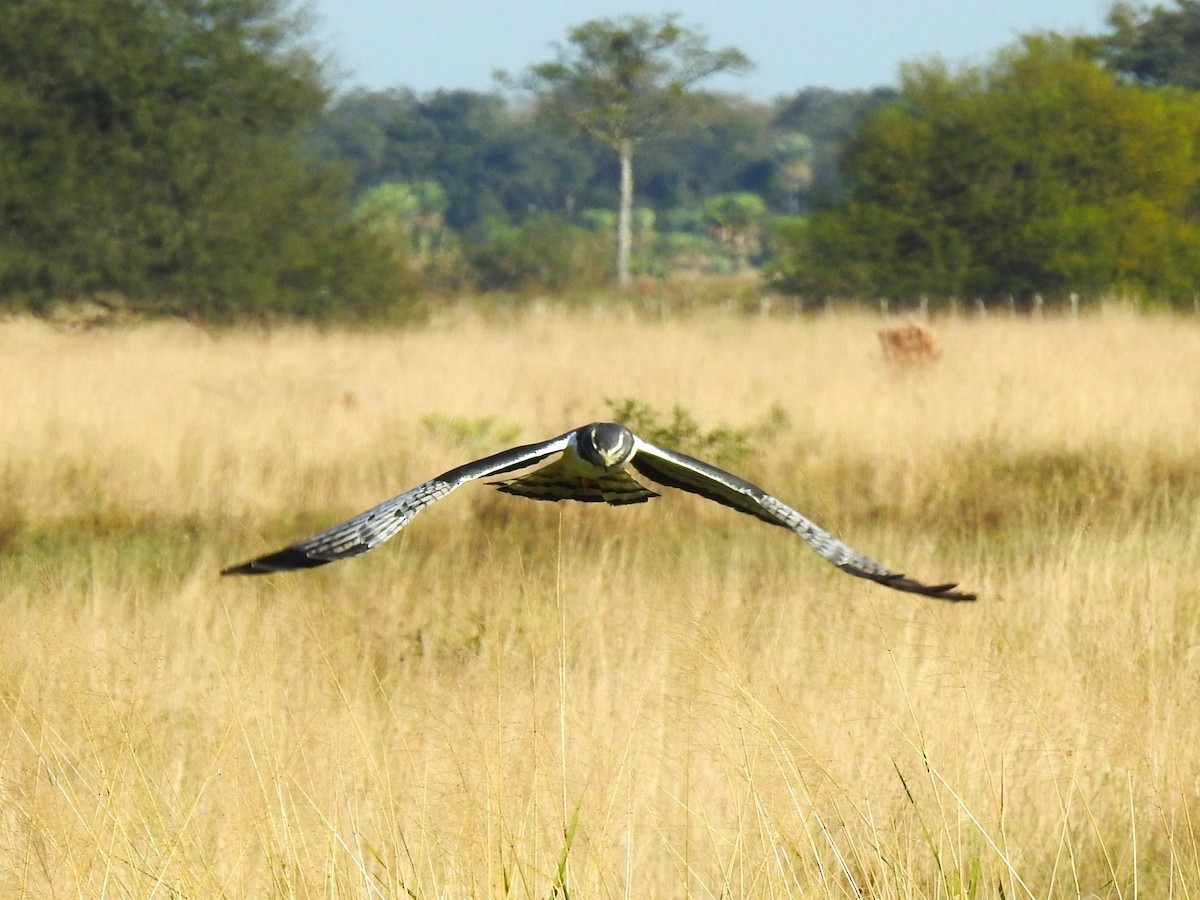 Long-winged Harrier - ML599091231