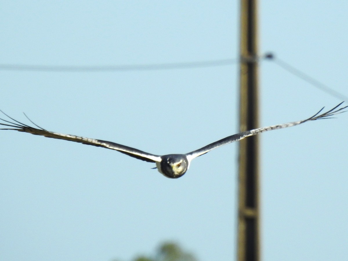 Long-winged Harrier - Ricardo Centurión