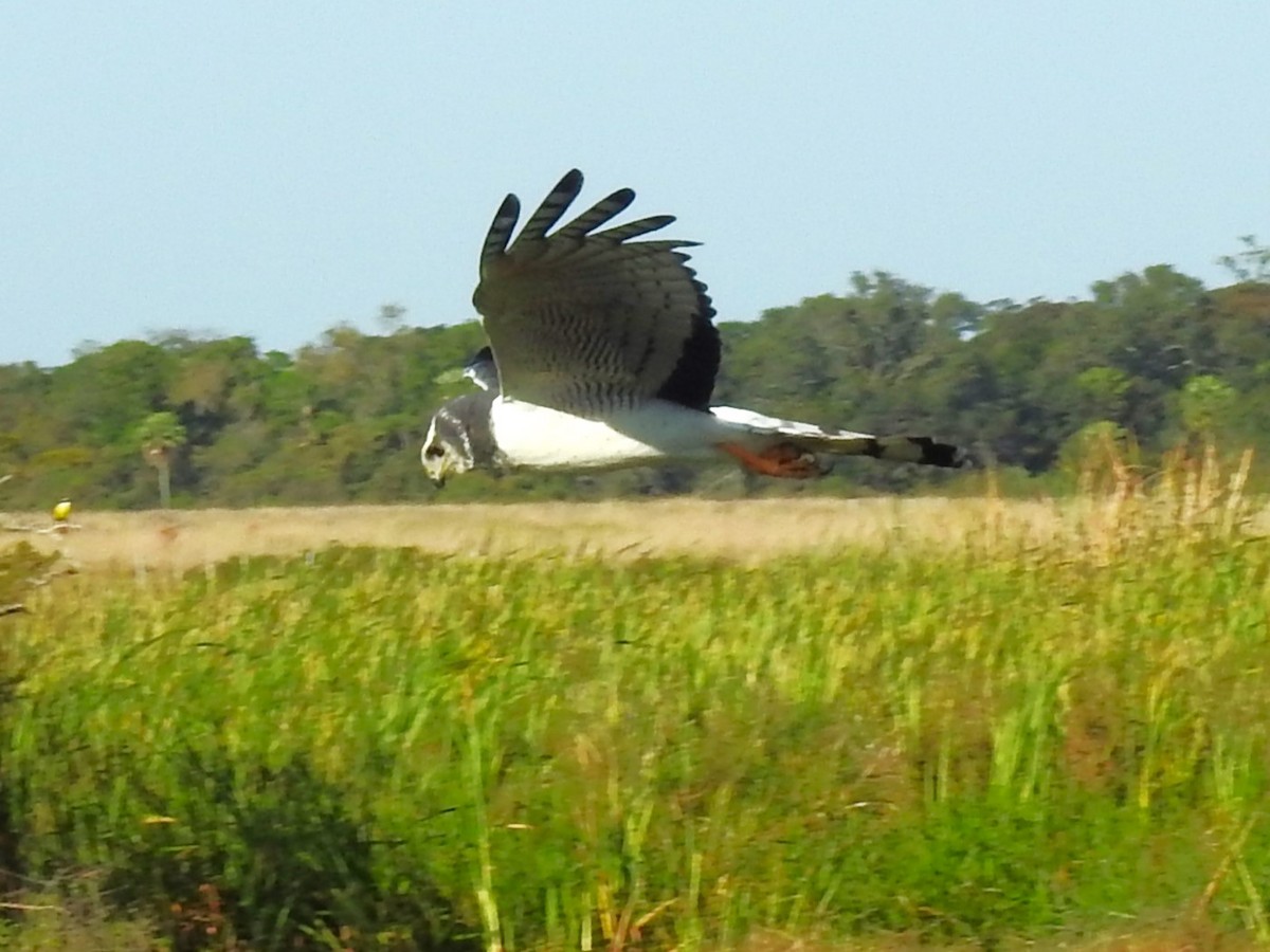 Long-winged Harrier - ML599091261