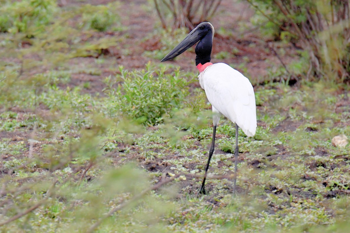 čáp jabiru - ML599091501