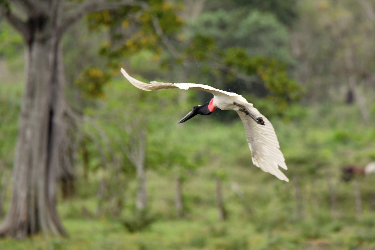 Jabiru d'Amérique - ML599091521