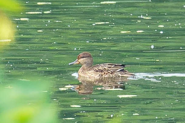 Green-winged Teal - ML599092531