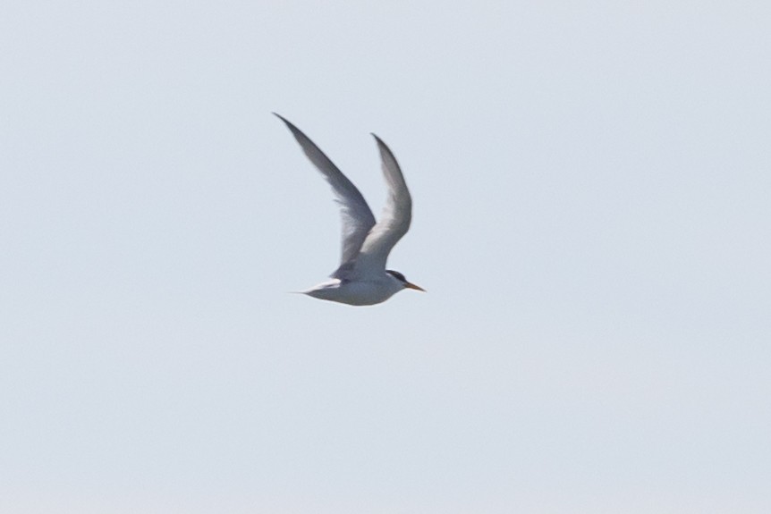 Least Tern - ML599092741