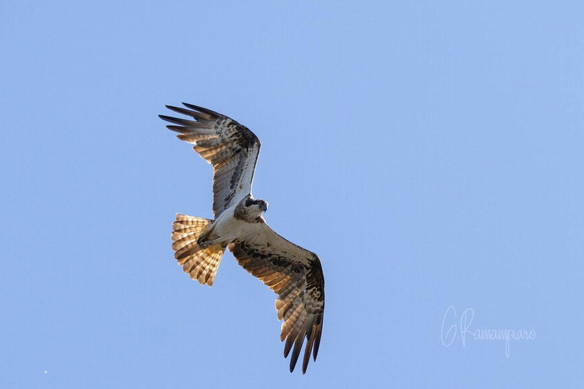 Águila Pescadora - ML599093171