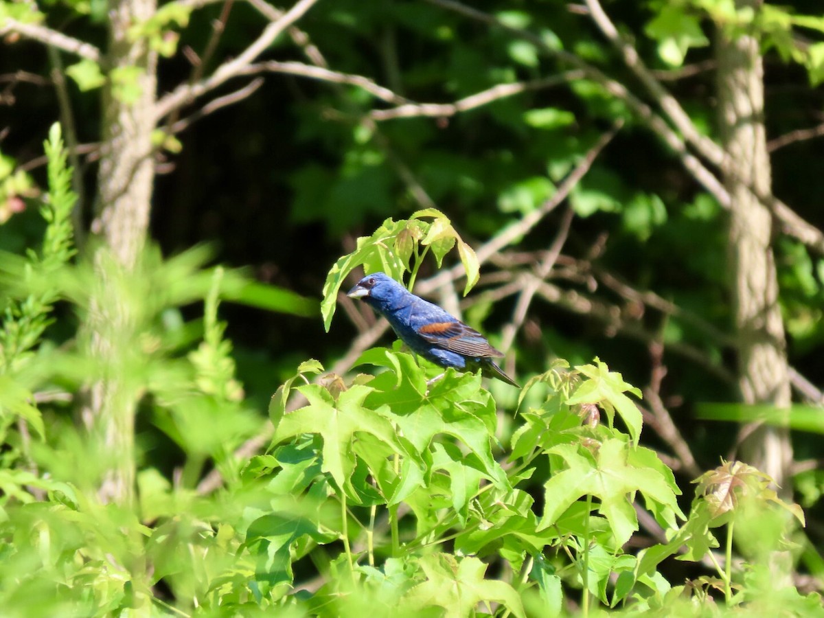 Blue Grosbeak - Lindsay McNamara