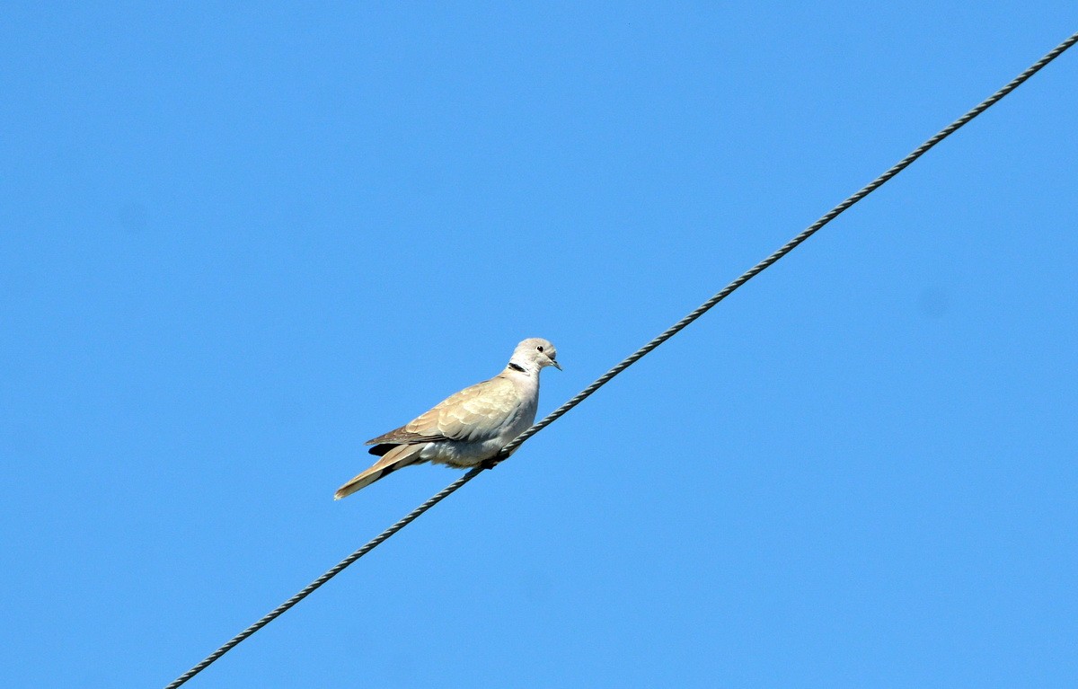 Eurasian Collared-Dove - ML599093871