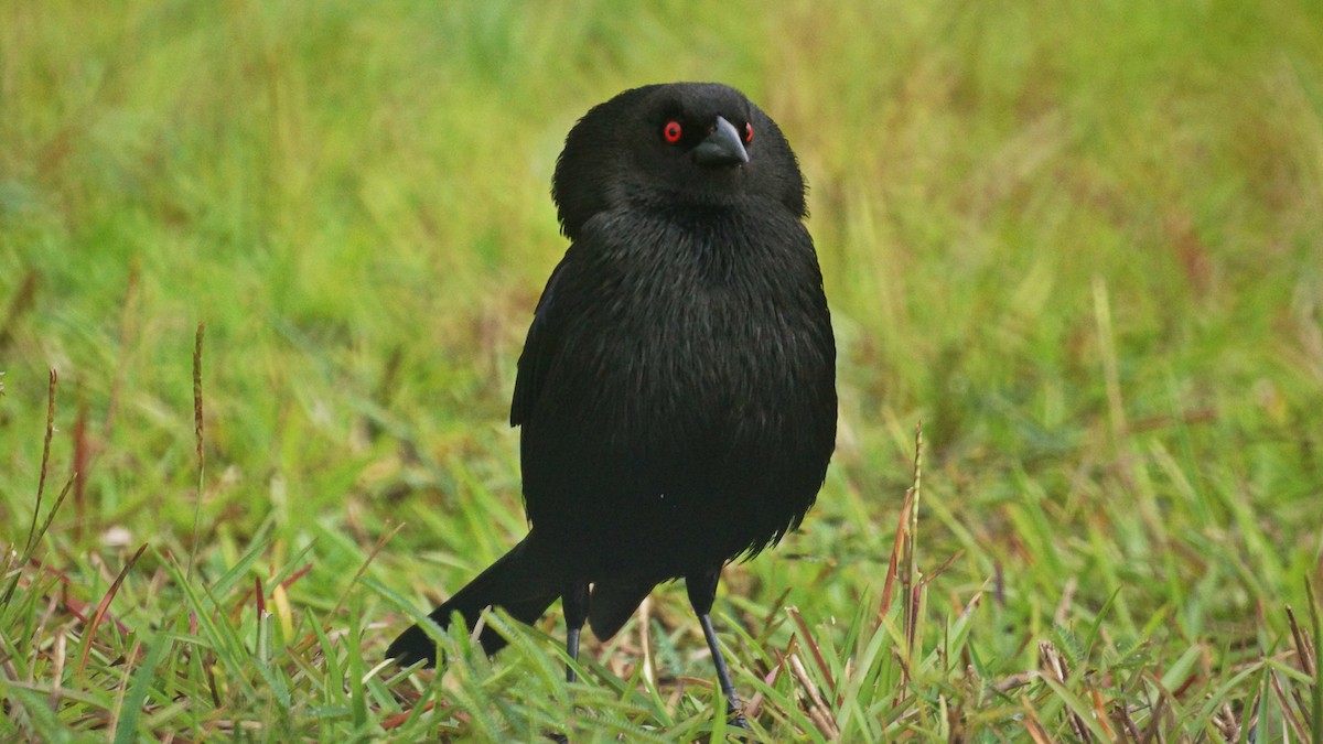 Bronzed Cowbird - ML59909421