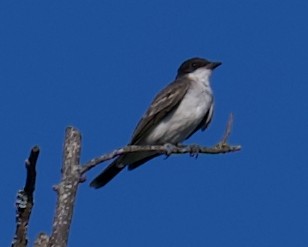 Eastern Kingbird - Dayna Williams