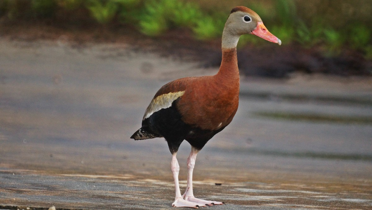 Black-bellied Whistling-Duck - ML59909461