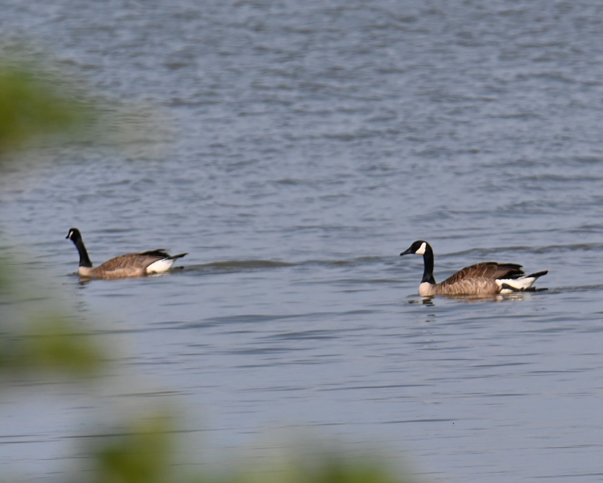 Canada Goose - Dayna Williams