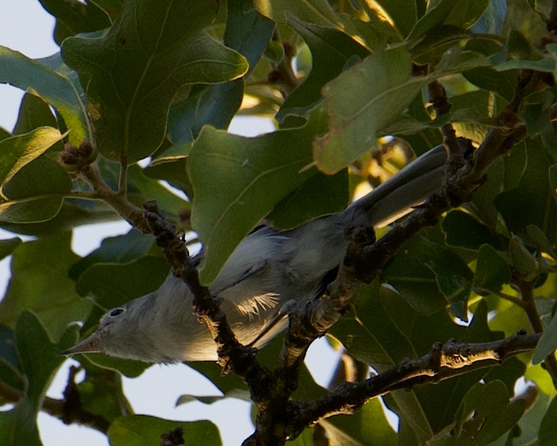 Blue-gray Gnatcatcher - ML599096101