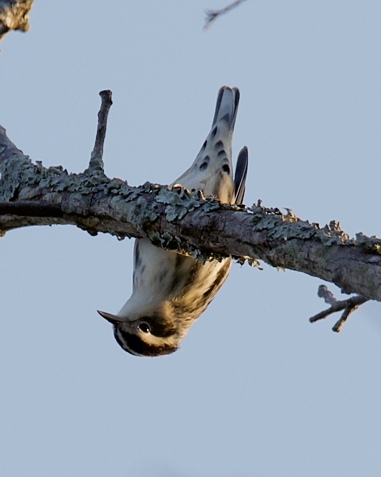 Black-and-white Warbler - Dayna Williams