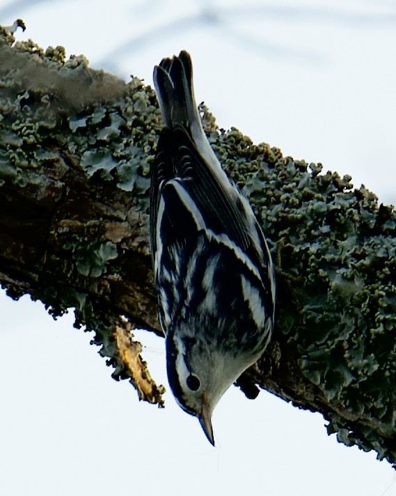 Black-and-white Warbler - Dayna Williams