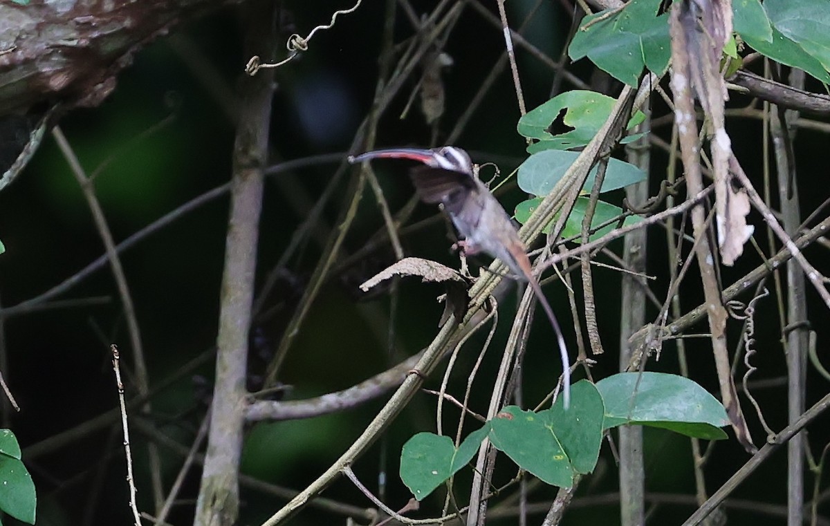 kolibřík tmavotemenný - ML599097611