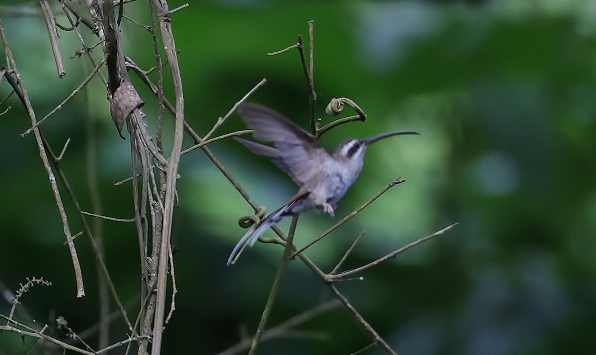 kolibřík tmavotemenný - ML599097691