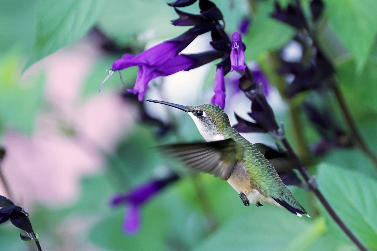Ruby-throated Hummingbird - ML599098071
