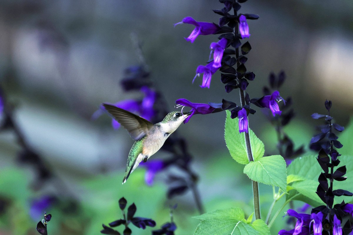 Ruby-throated Hummingbird - ML599098081